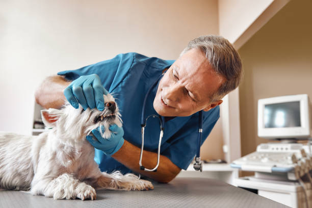 Best 24-Hour Emergency Dental Care in State Center, IA